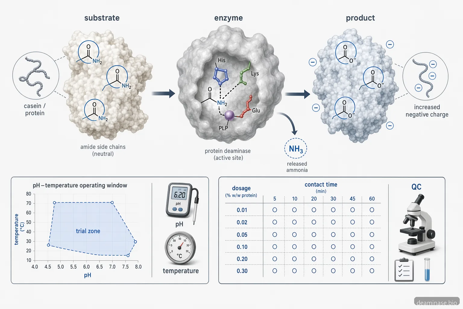 diagram over deaminase enzyme til ost, der viser proteinsubstrat, pH-temperaturområde og doseringsflow
