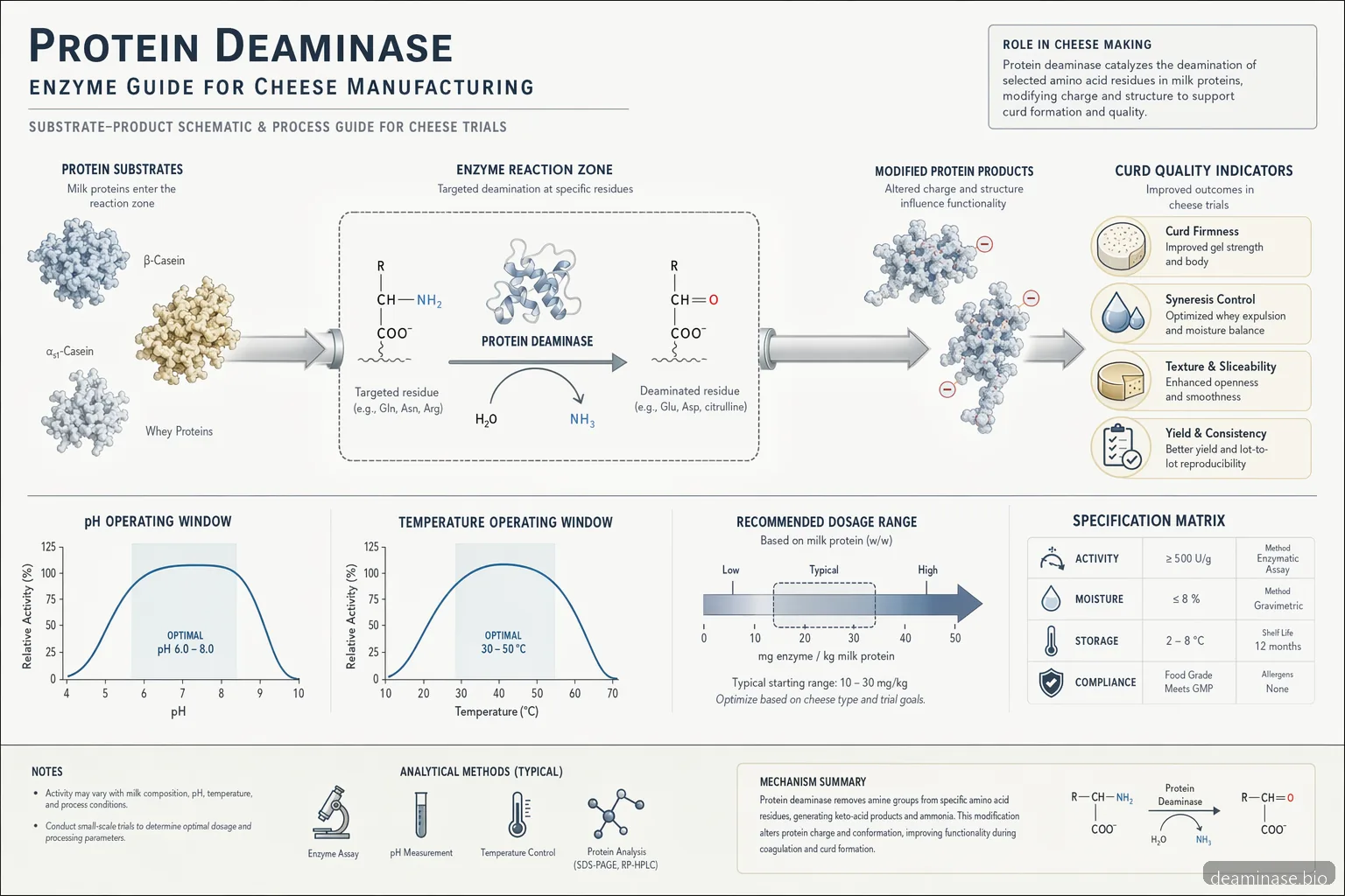 Schéma de procédé pour deaminase enzyme supplier for cheese, avec pH, température, dosage et qualité du caillé
