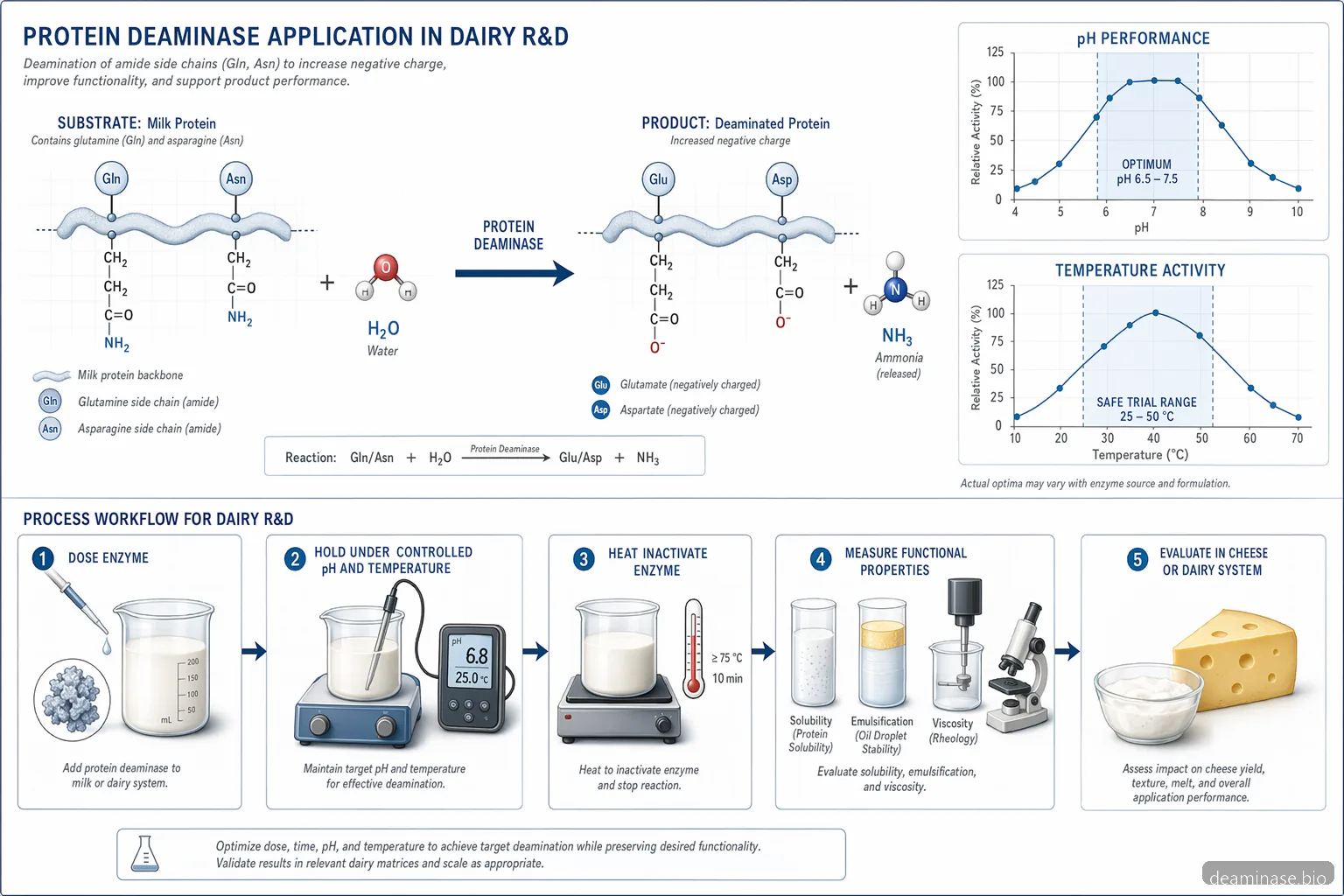 protein deaminase supplier für Milchprodukte: Mechanismusdiagramm mit Deamidierungsreaktion, pH-Kurven und Versuchsablauf
