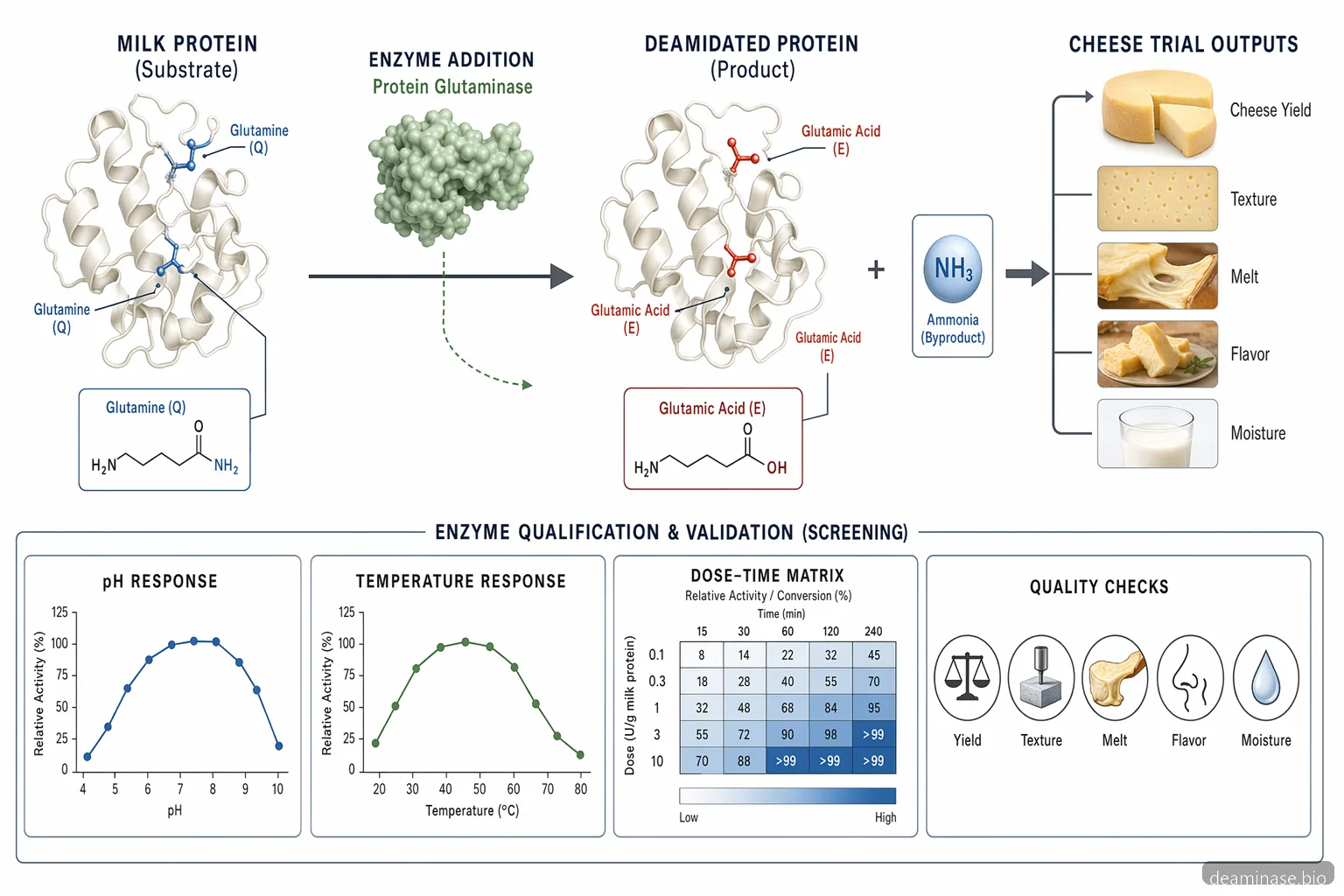 protein glutaminase supplier for cheese specification checklist showing pH, temperature, dosage, and quality validation flow