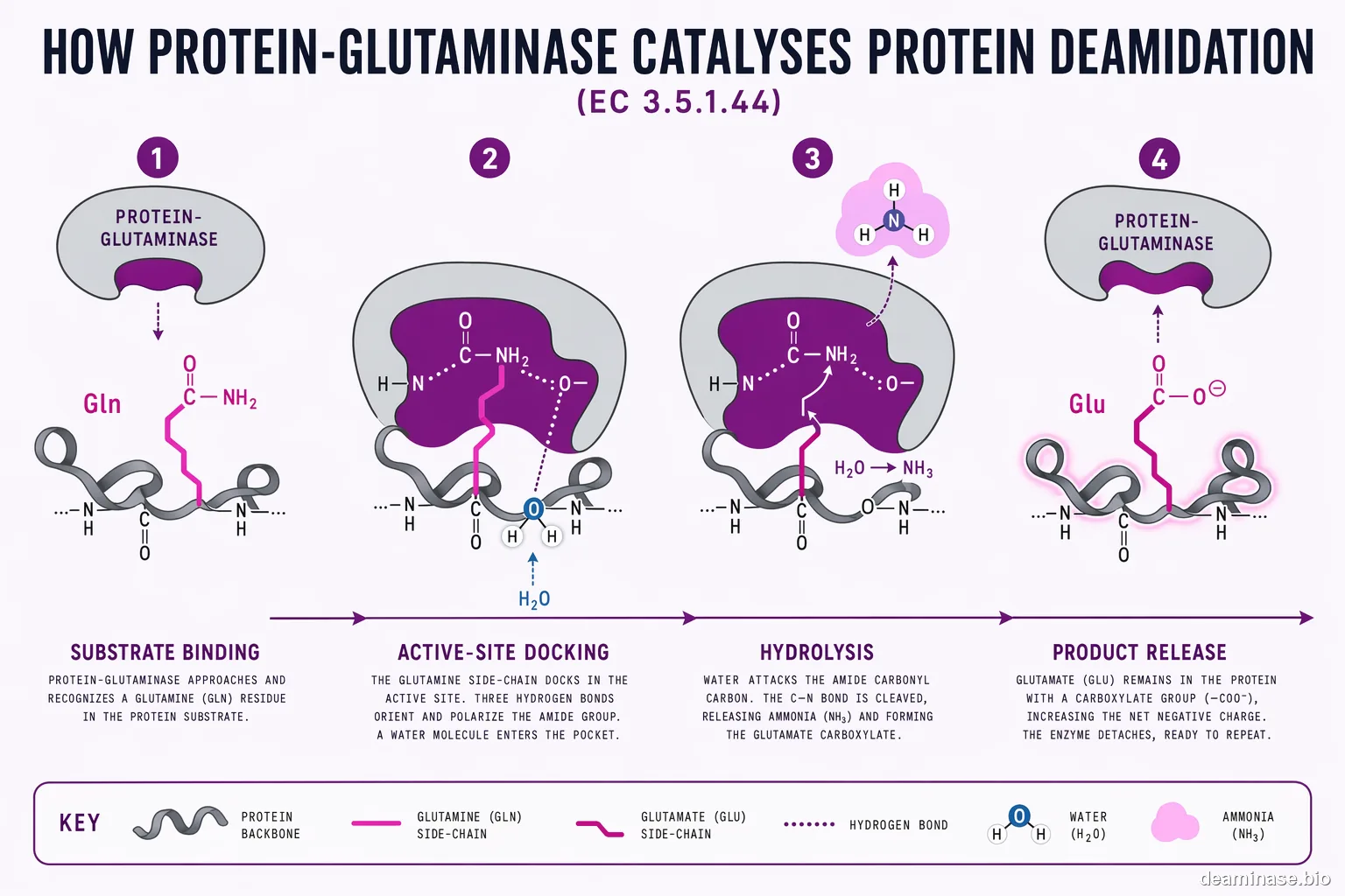 Protein-Glutaminase (Protein Deaminase) reaction mechanism — sucrose hydrolysis pathway in four steps